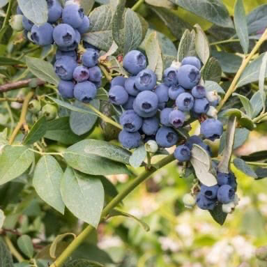 Highbush Blueberry