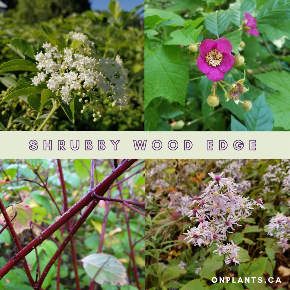 Shrubby Wood Edge Pack