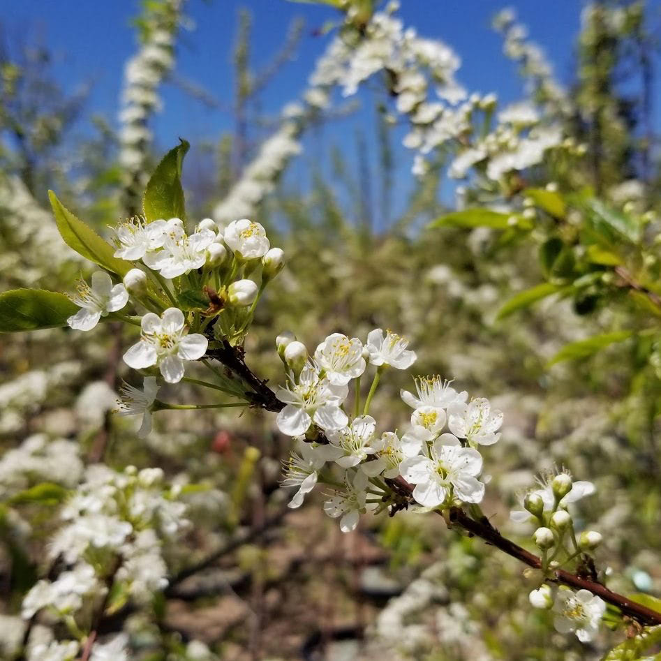 Pin Cherry - Shop - Ontario Native Plants