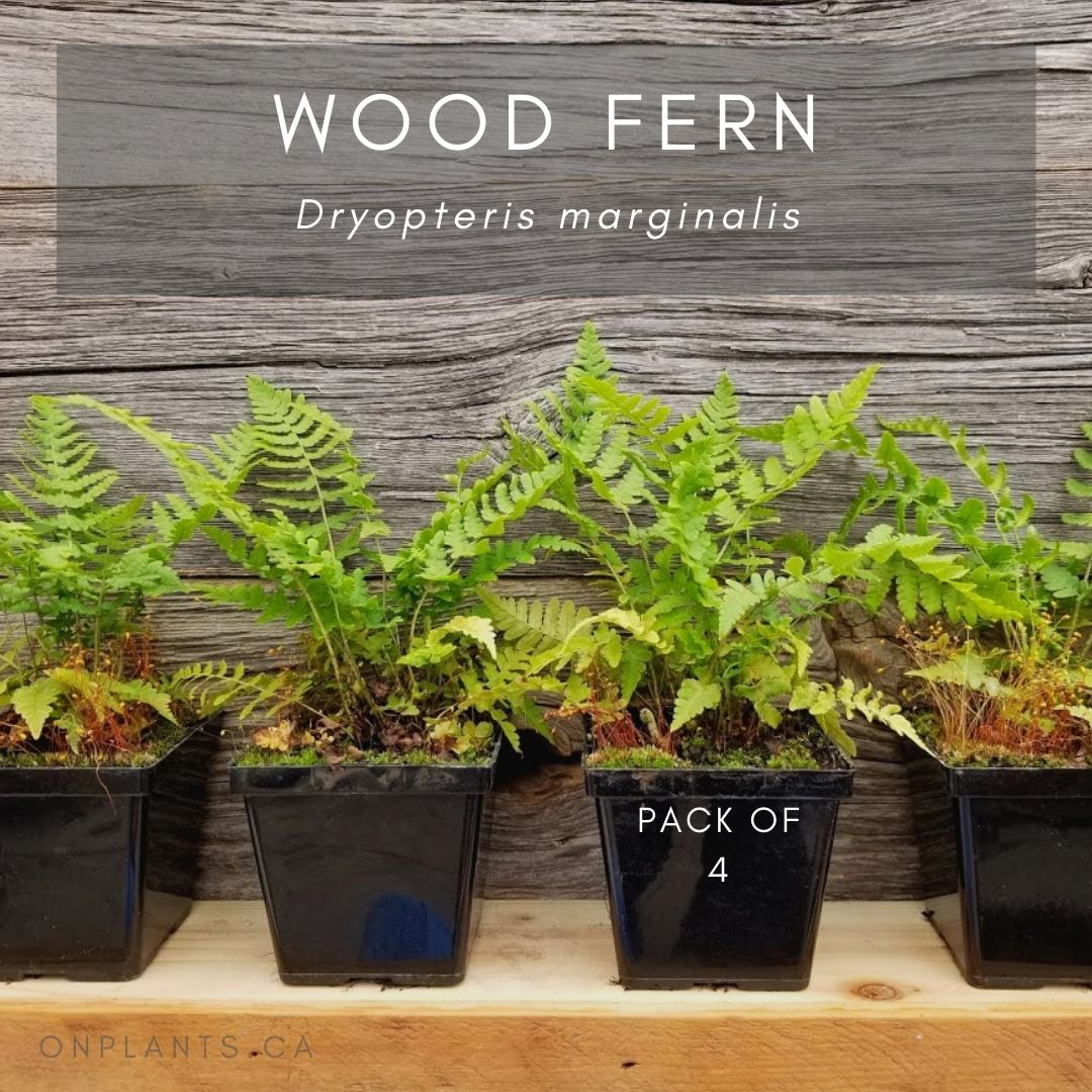Wood Fern Pack